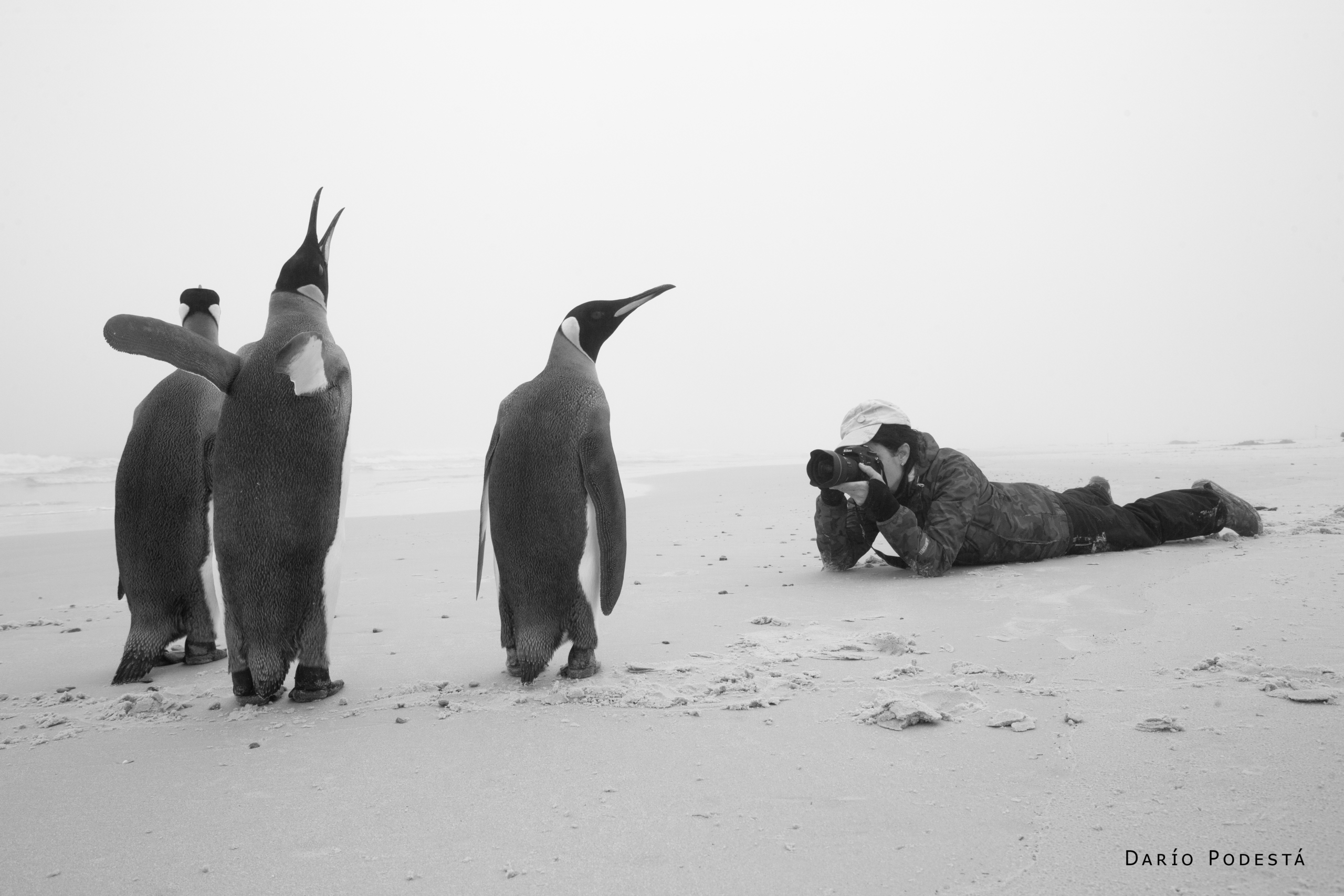 horizontal c pinguinos